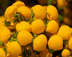 Calceolaria ascendens
