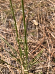 Liatris tenuifolia