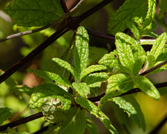Calceolaria ascendens