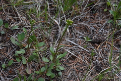 Packera streptanthifolia