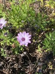 Argyranthemum frutescens