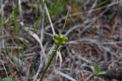 Packera streptanthifolia