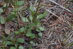 Packera streptanthifolia