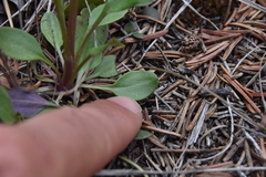 Packera streptanthifolia