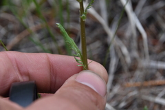 Packera streptanthifolia