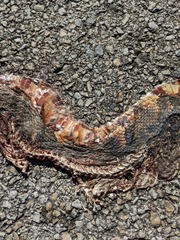 Nerodia fasciata confluens