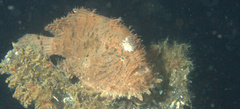 Antennarius hispidus
