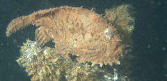 Antennarius hispidus