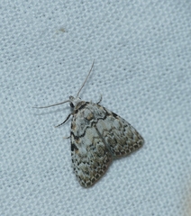 Meganola strigula