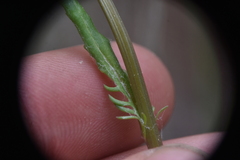 Packera streptanthifolia