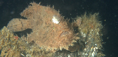 Antennarius hispidus