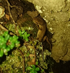 Lissotriton vulgaris