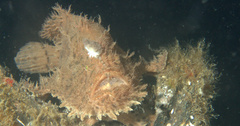 Antennarius hispidus