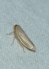 Athysanus argentarius