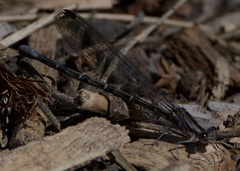 Argia extranea