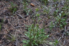 Packera streptanthifolia