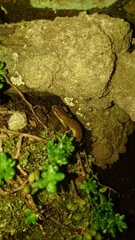 Lissotriton vulgaris