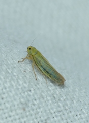 Cicadula