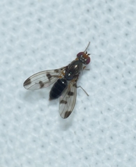 Geomyza tripunctata