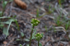 Packera streptanthifolia