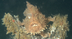 Antennarius hispidus