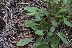 Packera streptanthifolia