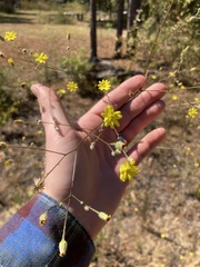 Croptilon divaricatum