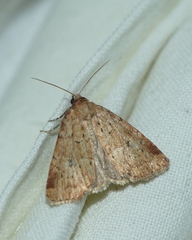 Photedes minima