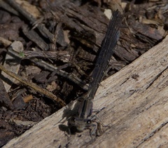 Argia extranea