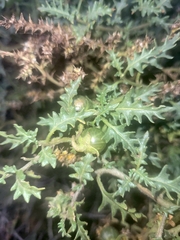 Solanum triflorum