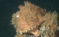 Antennarius hispidus