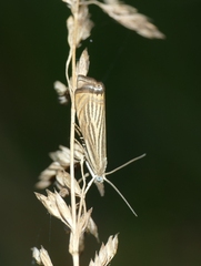 Chrysoteuchia culmella