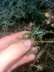 Solanum triflorum