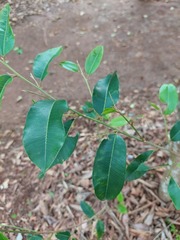 Chrysophyllum marginatum