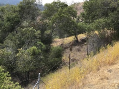 Cordylanthus rigidus