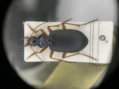 Chlaenius cordicollis