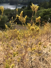 Cordylanthus rigidus