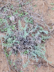 Astragalus dolichophyllus