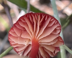 Hygrocybe miniata