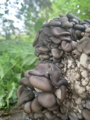 Pleurotus columbinus