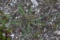 Oxytropis campestris