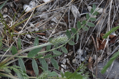 Oxytropis campestris