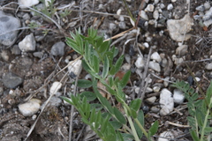 Oxytropis campestris