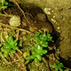 Lissotriton vulgaris