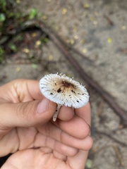 Physalacriaceae