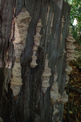 Subantrodia juniperina