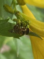 Copestylum tamaulipanum