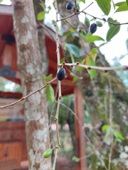 Chrysophyllum marginatum