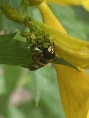 Copestylum tamaulipanum