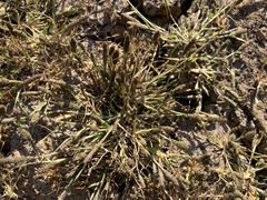 Sporobolus alopecuroides